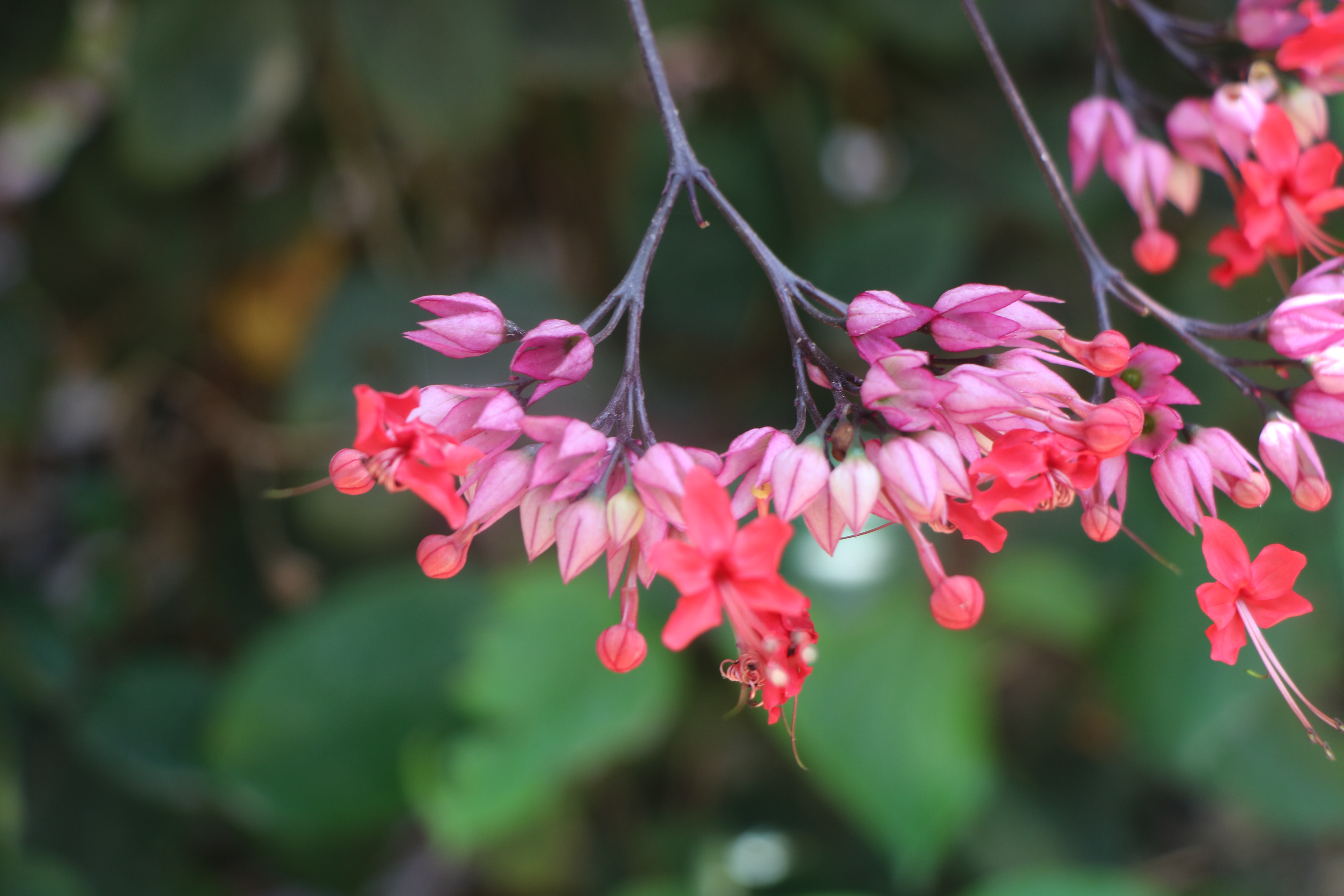 clerodendrum splendens